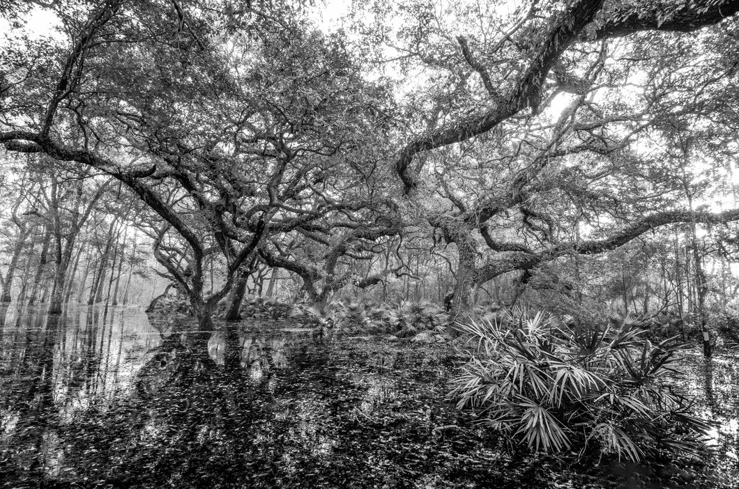 Pond of the Sacred Seeds I Museum Quality Paper Black & White