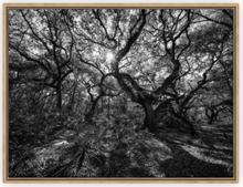 Load image into Gallery viewer, Hidden Refuge BW Canvas
